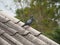 Isolated pigeon on dirty roof