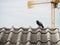 Isolated pigeon on dirty roof