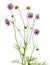 Isolated pincushion flower plant