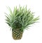 Isolated pineapple with crown stalk