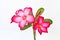 Isolated pink bignonia flowers