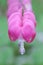 Isolated Pink Bleeding Heart Flower