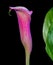 Isolated pink blooming calla blossom on black background