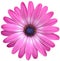 Isolated pink Cape Marguerite Daisy