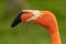 Isolated pink flamingo against a green background