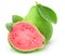Isolated pink fleshed guava