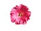 Isolated pink flower Alcea