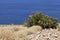 Isolated pink flowering oleander growing on the edge of a sea coast