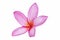 Isolated pink frangipanis or Plumeria