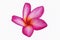 Isolated pink frangipanis or Plumeria