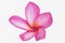 Isolated pink frangipanis or Plumeria