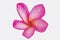 Isolated pink frangipanis or Plumeria