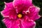 Isolated Pink Hibiscus Island Tropical Flower Closeup