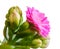 Isolated pink kalanchoe flower blossom
