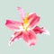 Isolated pink lily illustration, blooming flower