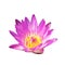 Isolated pink lotus flower