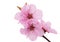 Isolated pink peach blossoms