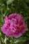 Isolated pink peony flower in the garden surrounded by green and fresh leaves. Wonderful fragrance