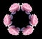 Isolated pink rose flowers kaleidoscope