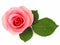 Isolated pink rose with green leaf