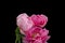 Isolated pink young peony bouquet macro on black background