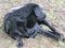 Isolated Pitch Black female Labrador Canine Pet lying on sand and patchy grass looking to her side