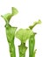 Isolated Pitcher Plant