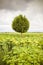 Isolated plane tree in a sunflowers