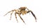 Isolated Plexippus Petersi spider