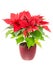 Isolated poinsettia flower