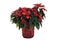 Isolated poinsettia plant