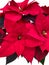 Isolated poinsettia red Christmas flower on white