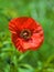 Isolated poisonous red poppy in the spring