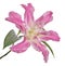 Isolated polypetalous lily pink fine bloom