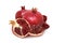 Isolated pomegranate fruit. One ripe red garnet isolated on white background.