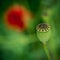 An isolated poppyâ€™s capsule in a blurry green background
