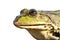 Isolated portrait of common marsh frog