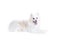 .isolated portrait of a german spitz lying down