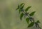 Isolated portrait of a green stinging nettle