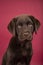 Isolated portrait of lovely labrador puppy on red background