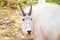 Isolated Portrait, Male Mountain Goat, Yukon, Canada