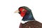Isolated portrait of pheasant rooster