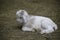 Isolated portrait of a young kid goat sleeping