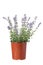 Isolated pot of purrsian blue catmint nepeta faassenii periwinkle