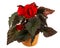 Isolated potted begonia flower