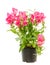 Isolated potted blue Antirrhinum flower