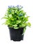 Isolated potted blue Myosotis flower