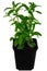 Isolated potted candyleaf herb plant