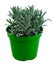 Isolated potted lavender plant