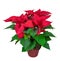 Isolated potted poinsettia flower